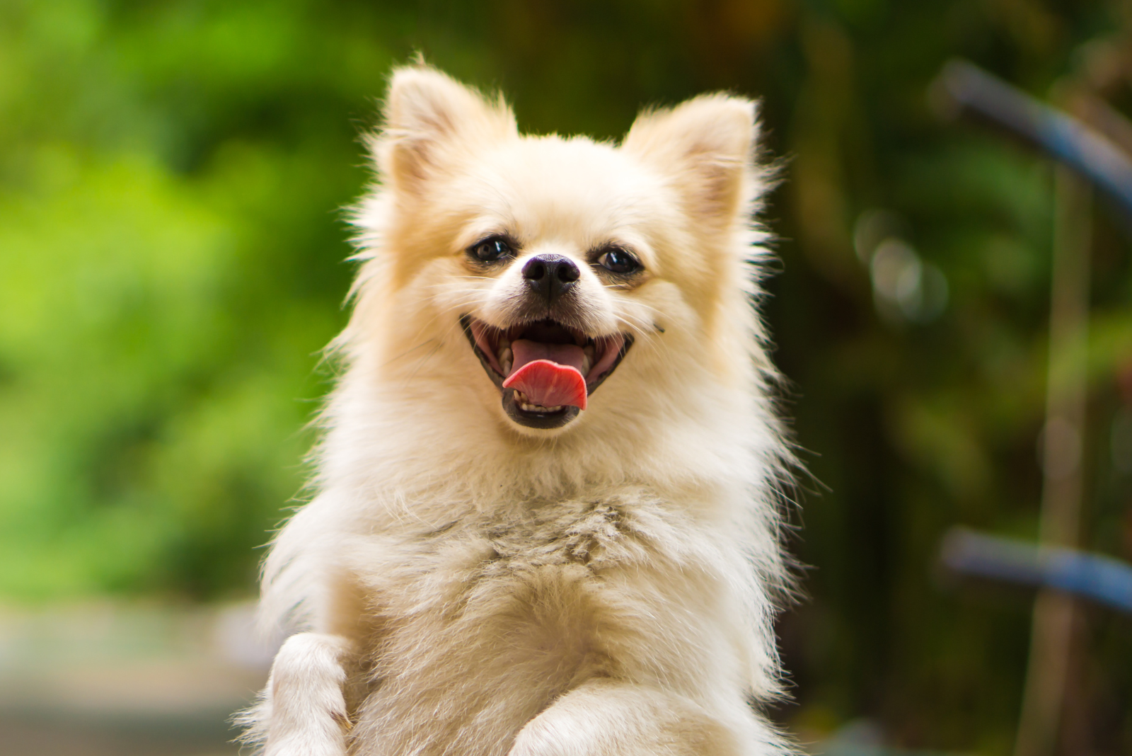 De beste tips voor tandverzorging van je hond