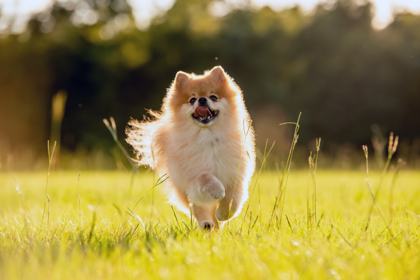 De voordelen van een actieve levensstijl voor jouw hond