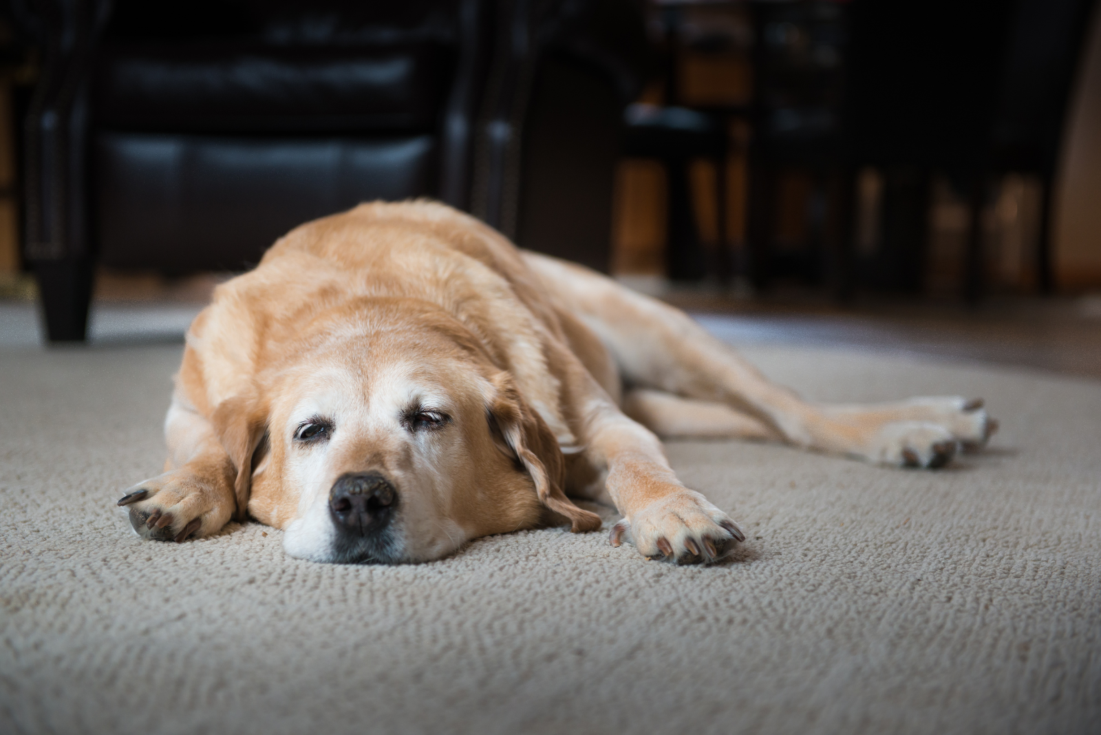 Gezondheidsproblemen bij oudere honden: Waar moet je op letten?