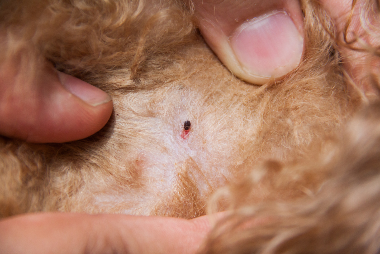 Hoe herken en behandel je vlooien en teken bij honden?