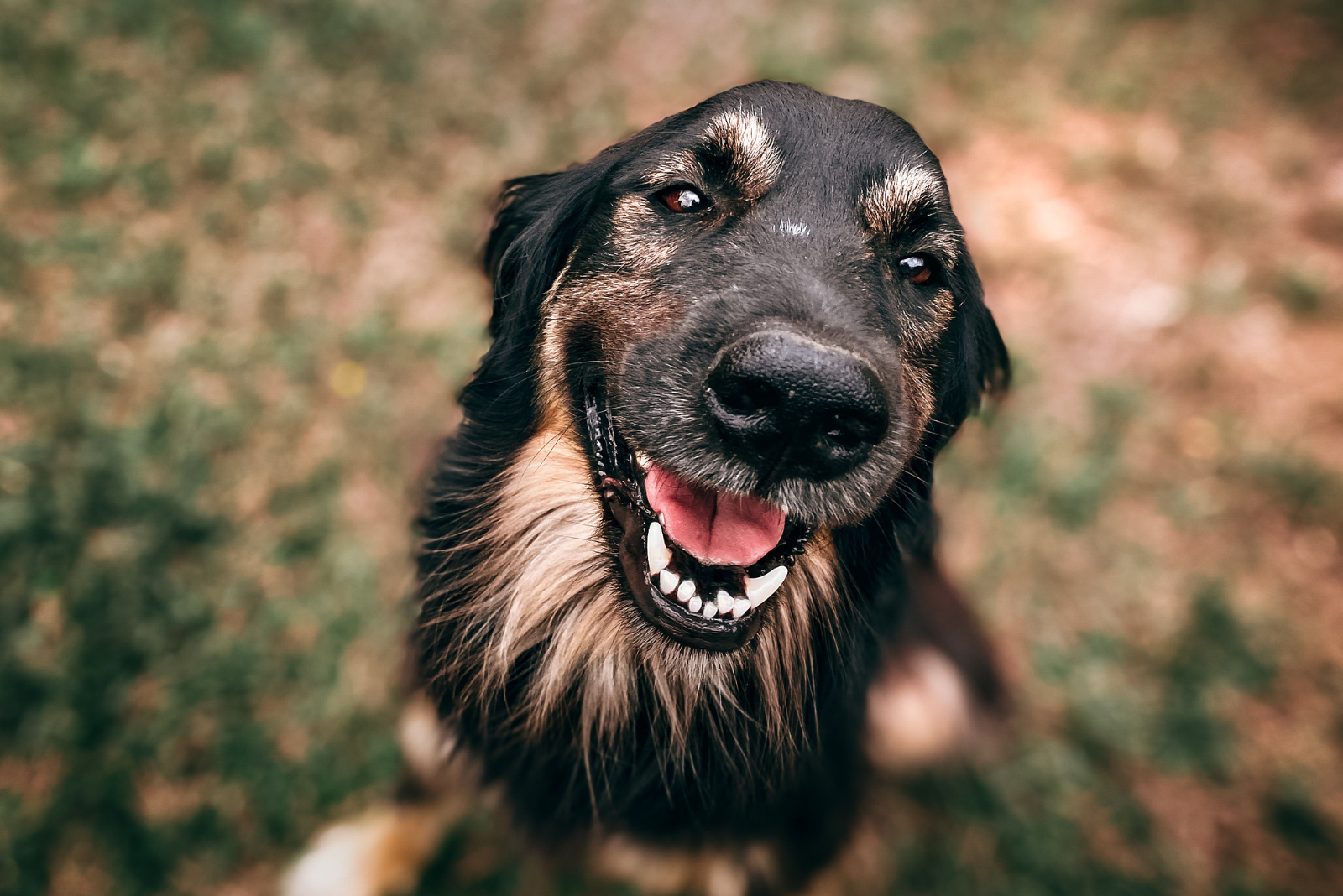 Vachtverzorging: Hoe hou je de huid en vacht van je hond gezond?