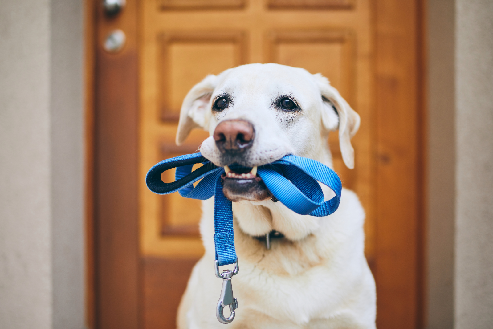 Hoe kies je de beste halsband of harnas voor jouw hond?