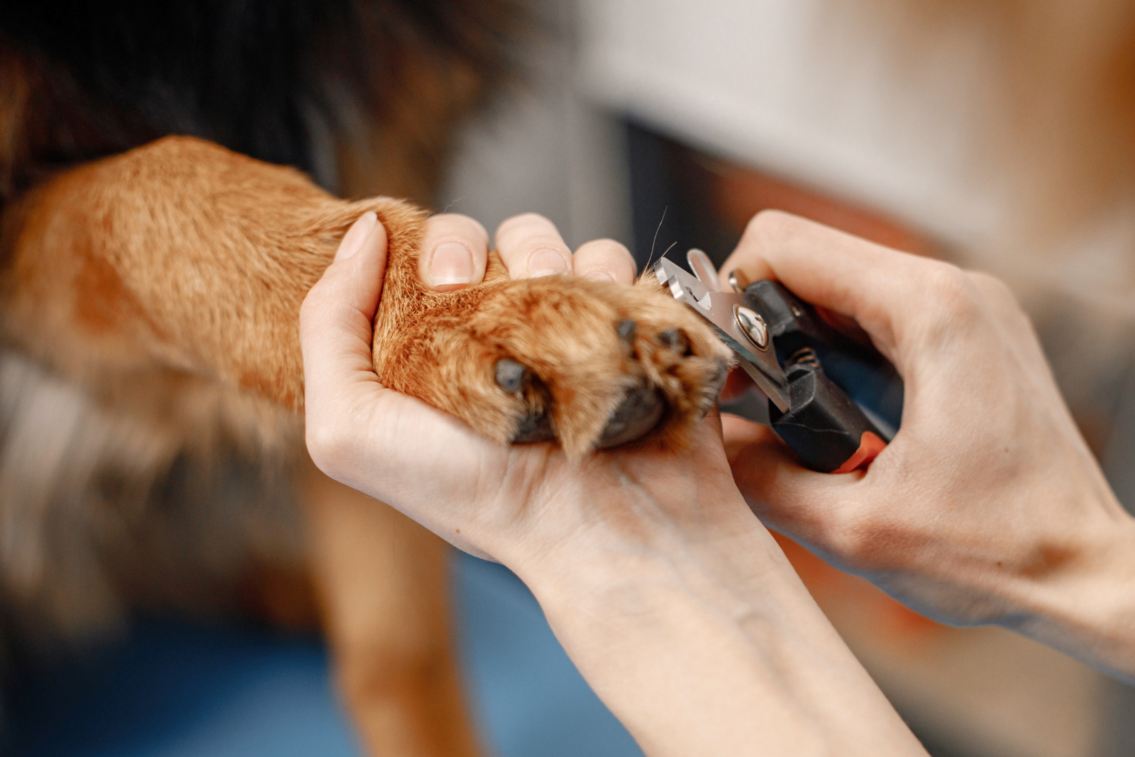 Nagelverzorging: Hoe knip je veilig de nagels van je hond?
