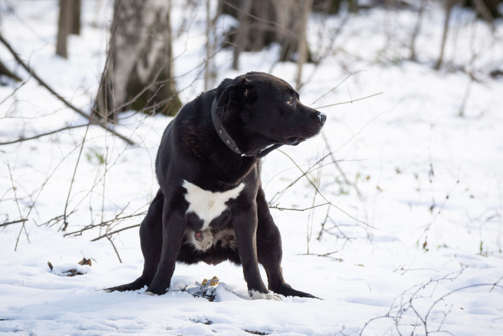 Tips voor zindelijkheidstraining bij puppy’s