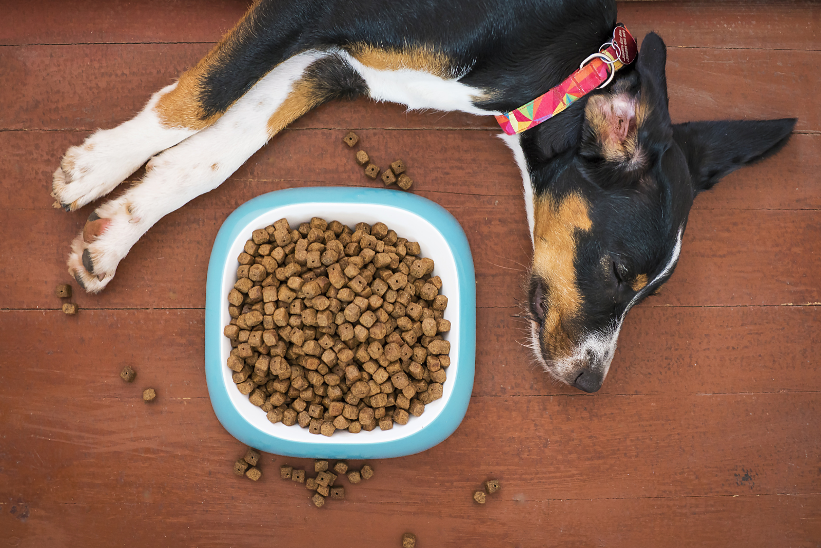 Voedingsrichtlijnen: Hoeveel moet mijn hond eten?