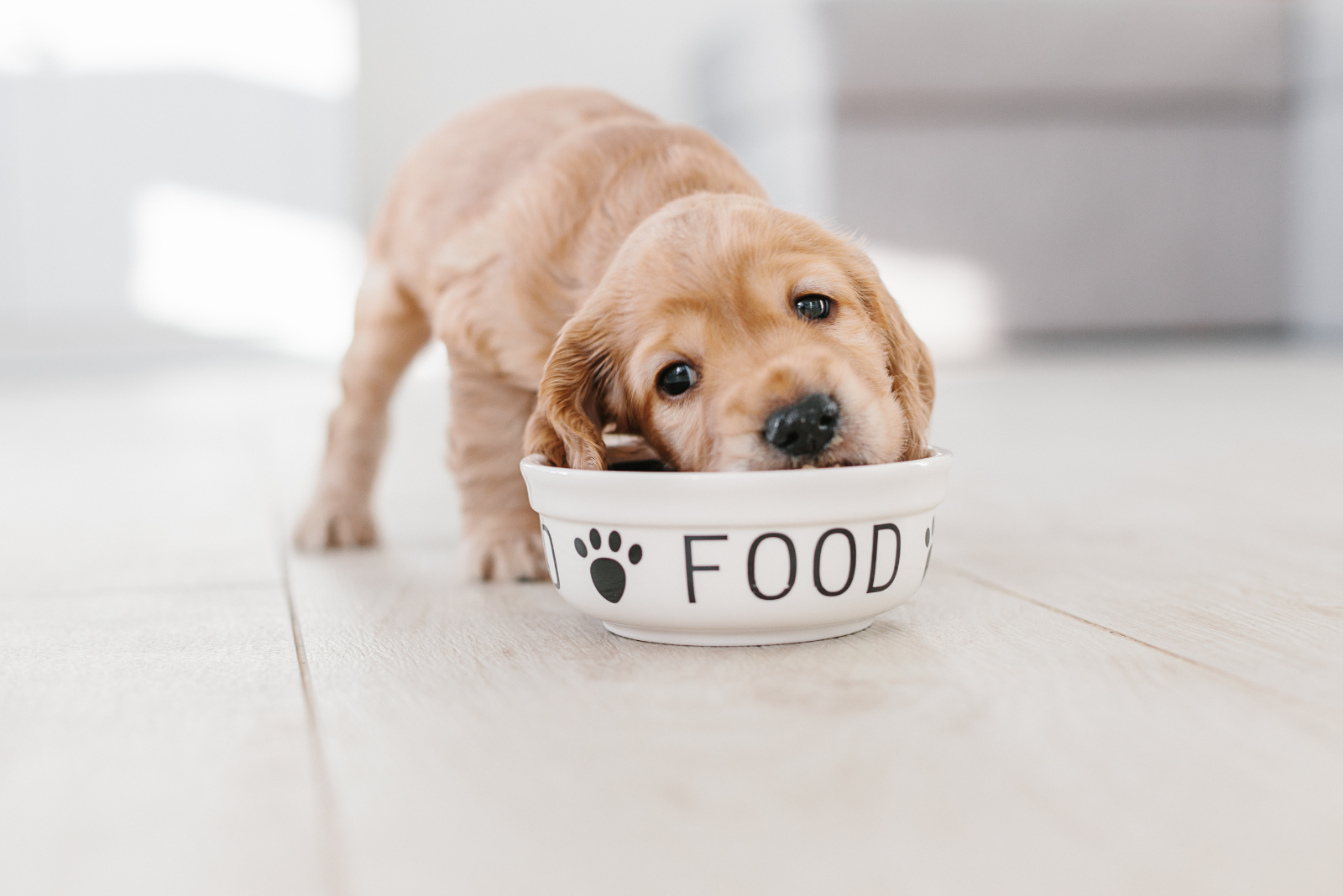 Voordelen van graanvrij hondenvoer: Is het geschikt voor jouw hond?