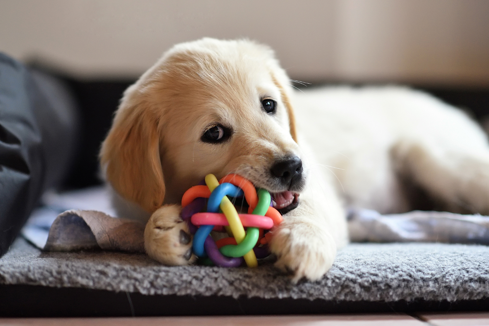 Speelgoed is essentieel voor de mentale gezondheid van je hond