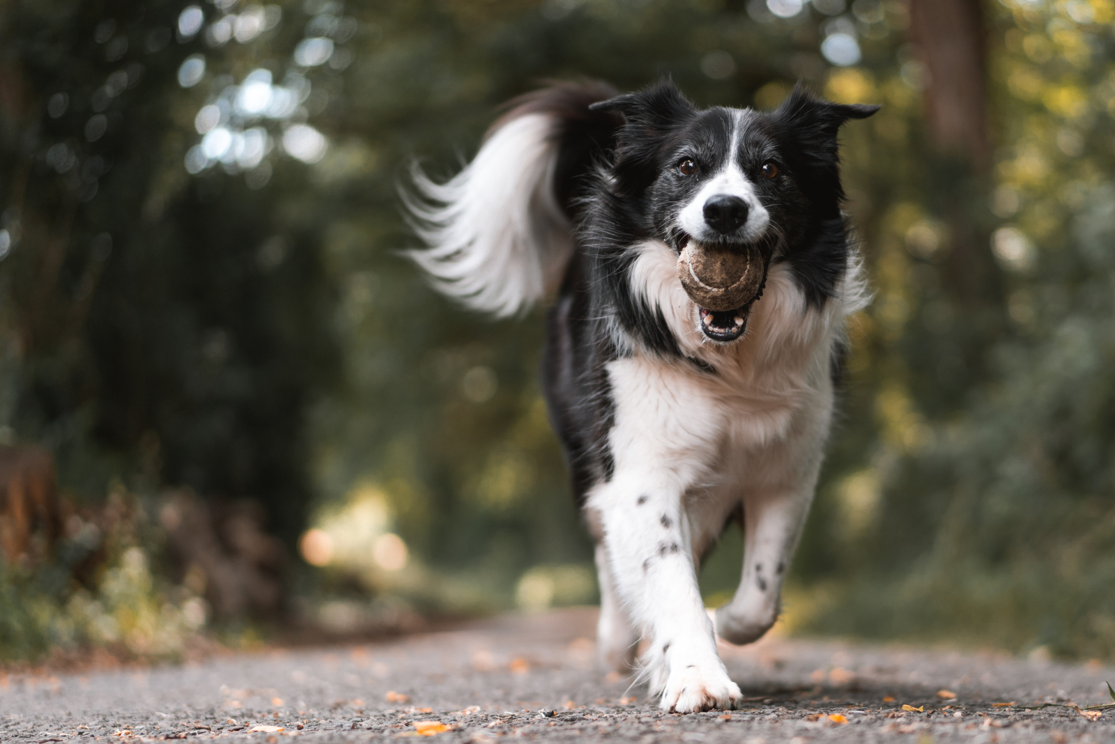 Waarom kauwspeelgoed een must-have is voor elke hond
