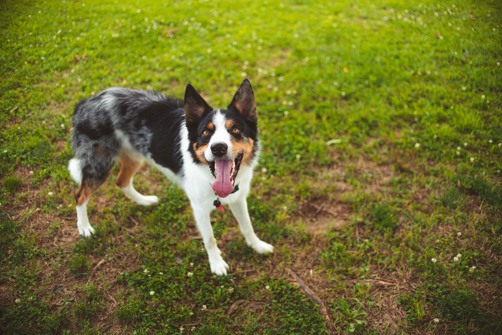 Van piepers tot pluche: Welke speeltjes passen het beste bij jouw hond?
