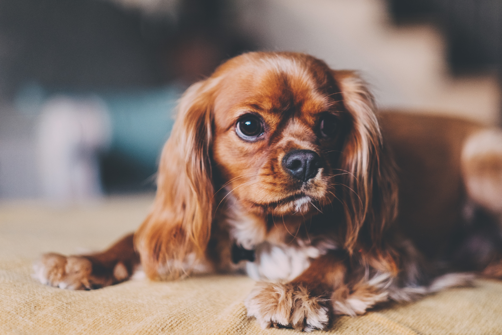 Ultieme gids: Zo kies je de beste shampoo en conditioner voor je hond