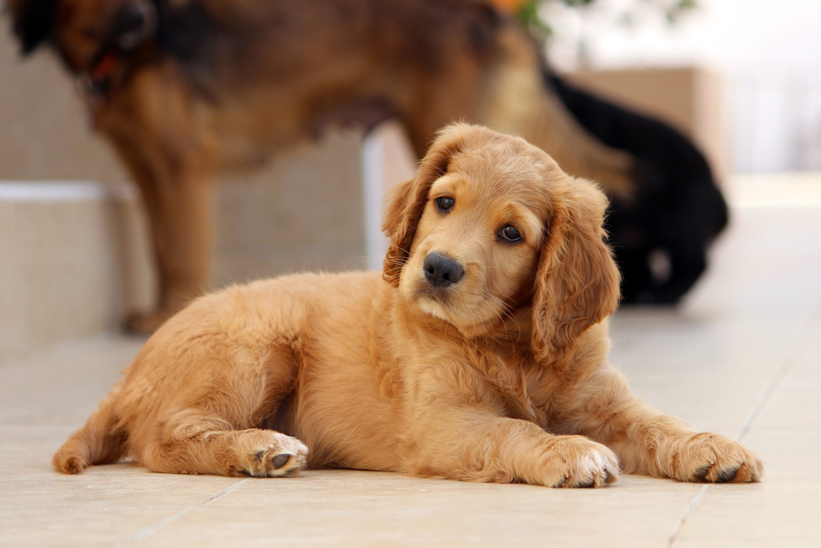 De oren en ogen van je hond verzorgen? Zo pak je dat goed aan
