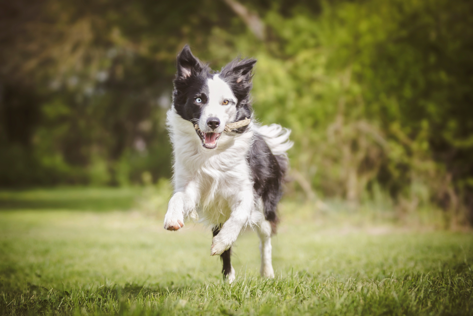 Nagelverzorging: Hoe knip je veilig de nagels van je hond?