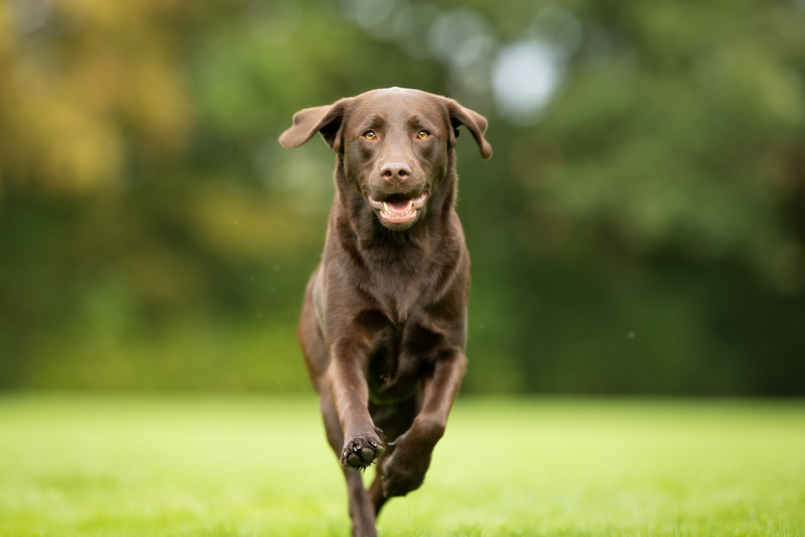 De beste tips voor tandverzorging van je hond