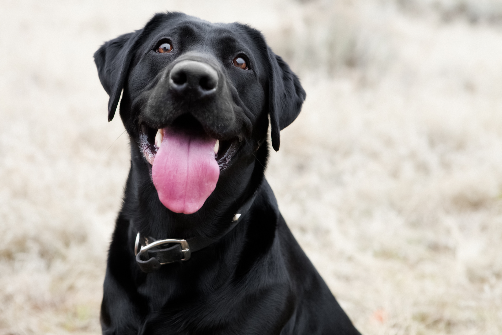 Hoe je van borstelen een ontspannen moment maakt voor je hond