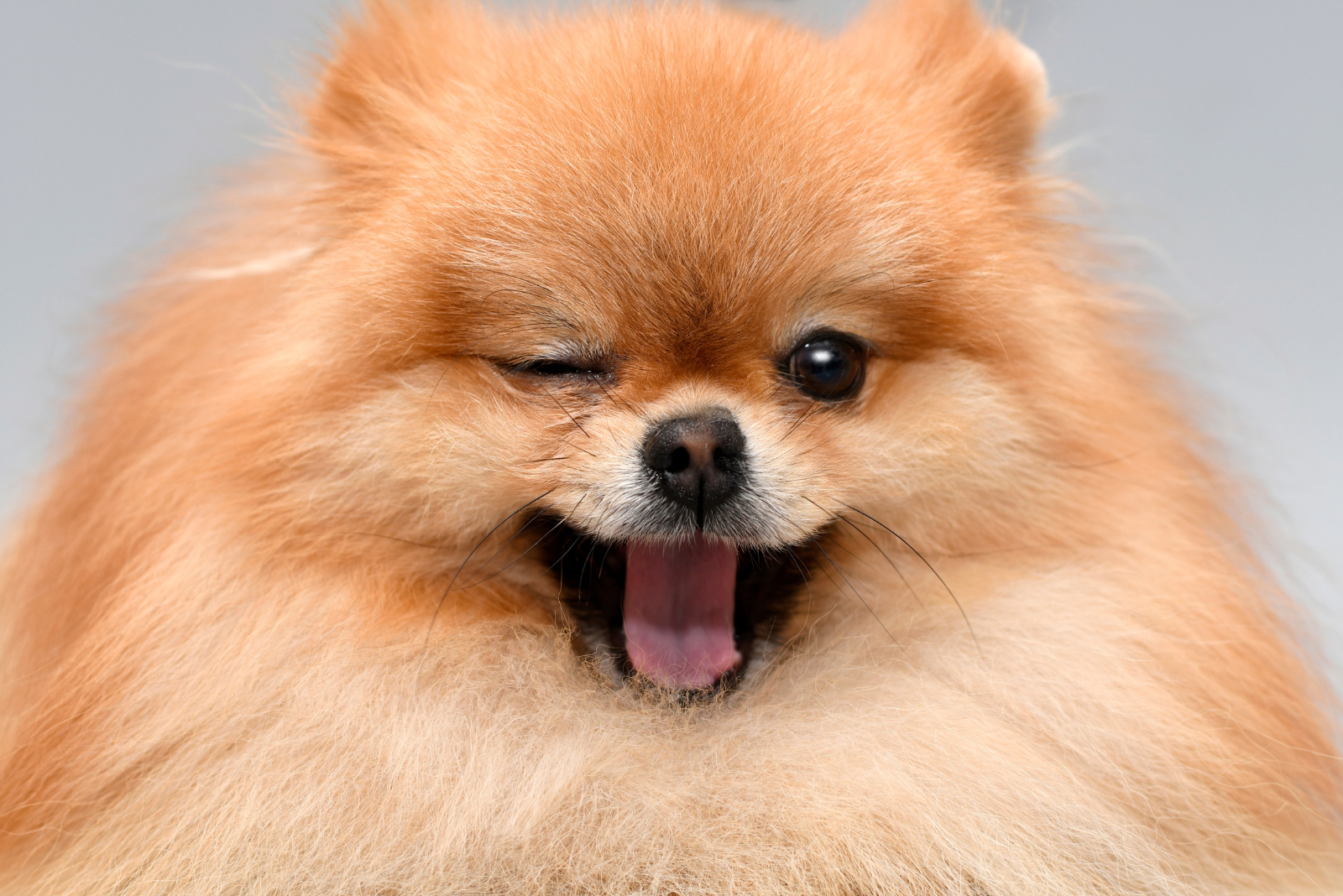 Reizen met je hond: wat je écht moet weten voor een zorgeloze trip