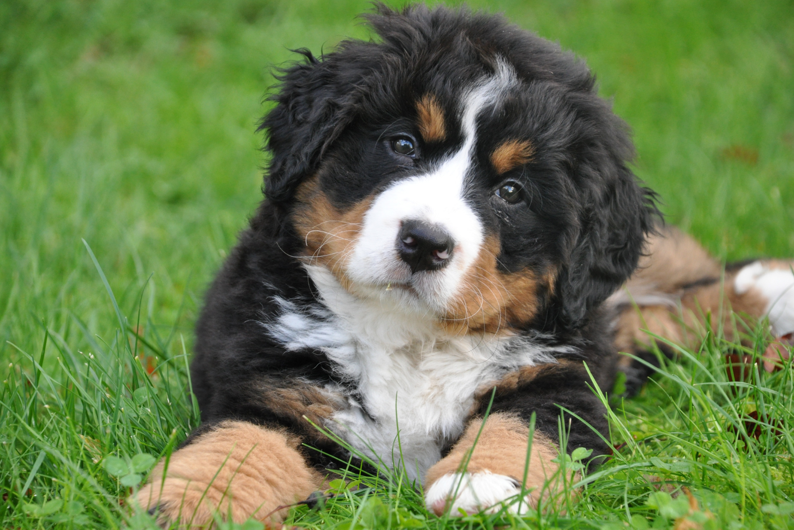 Wil je een goede riem en/of lijn voor je hond uitkiezen? Lees dan dit
