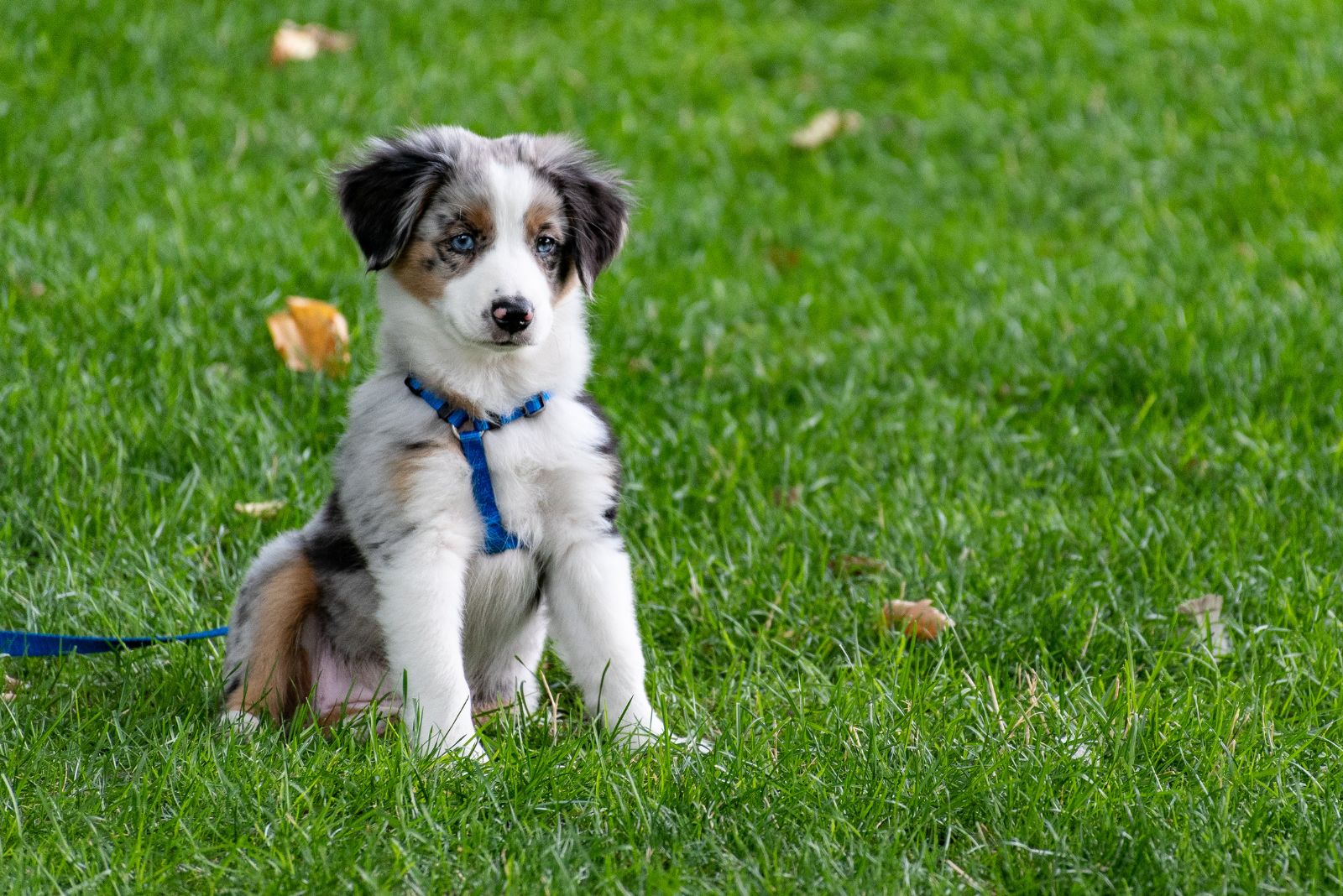 Trainingssnoepjes vergelijken: wat werkt het beste voor jouw hond?