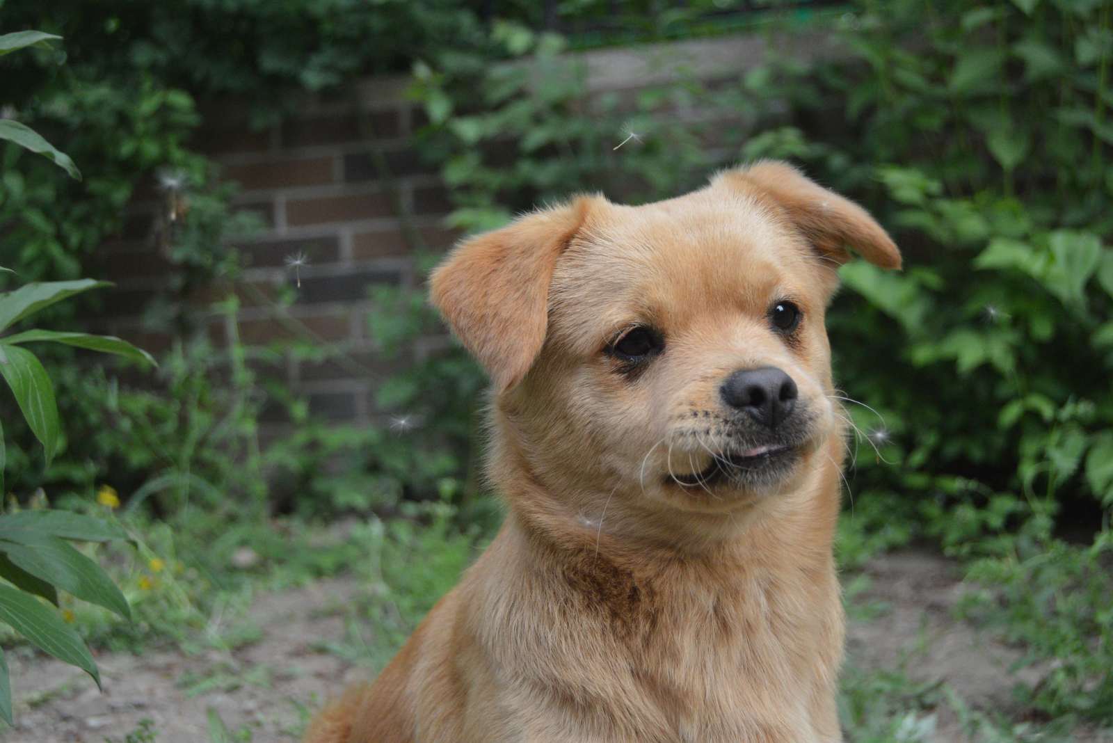 Wil je koekjes voor je hond in huis halen? Denk dan vooral hier aan