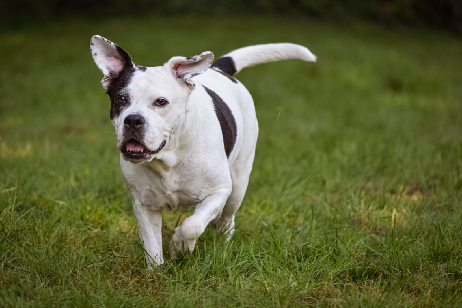 Antislip, verhoogd of roestvrij staal: wat is de beste drinkbak voor jouw hond?