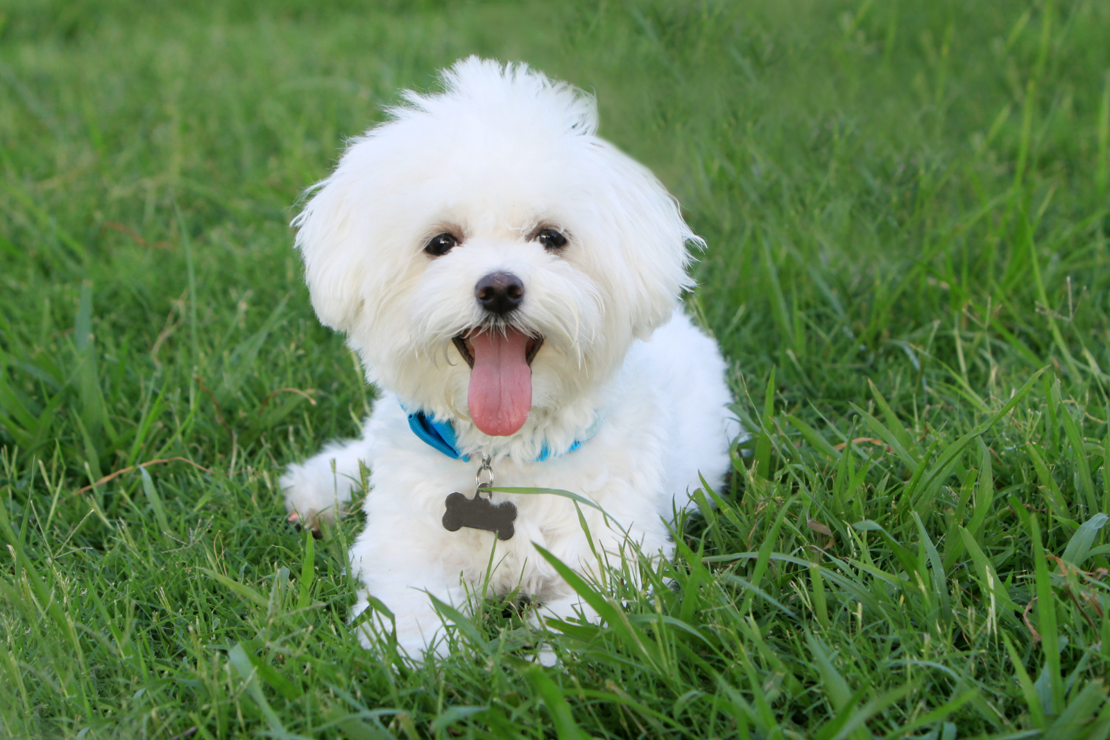 Zo versterk je de gezondheid van je hond met natuurlijke supplementen