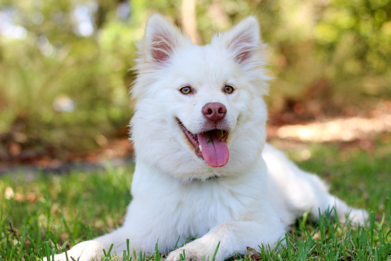 Bang dat je hond wegloopt? Hoe ID-tags je gemoedsrust terugbrengen