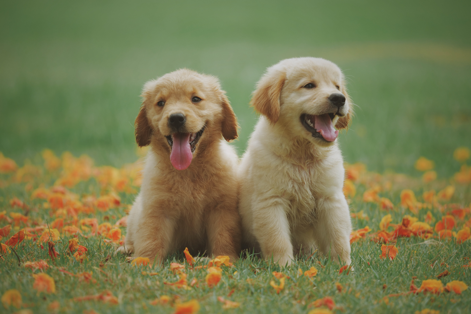 Waarom natvoer een heerlijke en gezonde optie is voor jouw hond