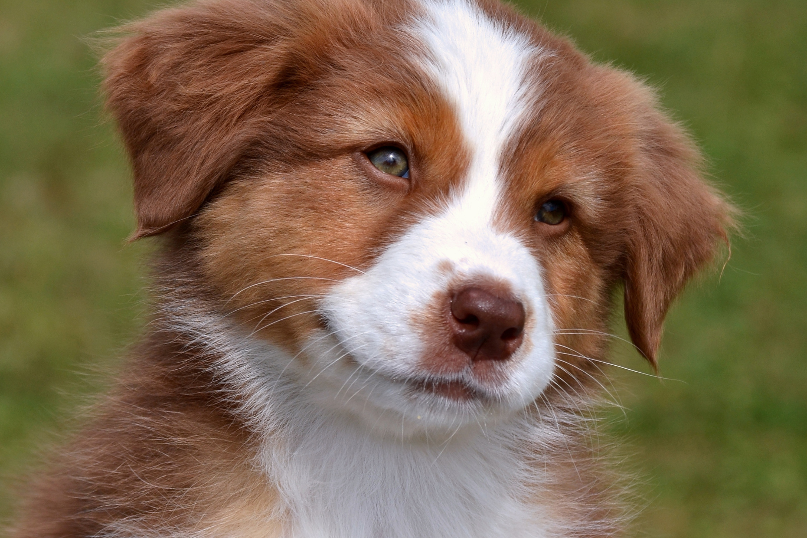 Moet je hond regelmatig gekalmeerd worden? Zo pak je dat als baasje aan