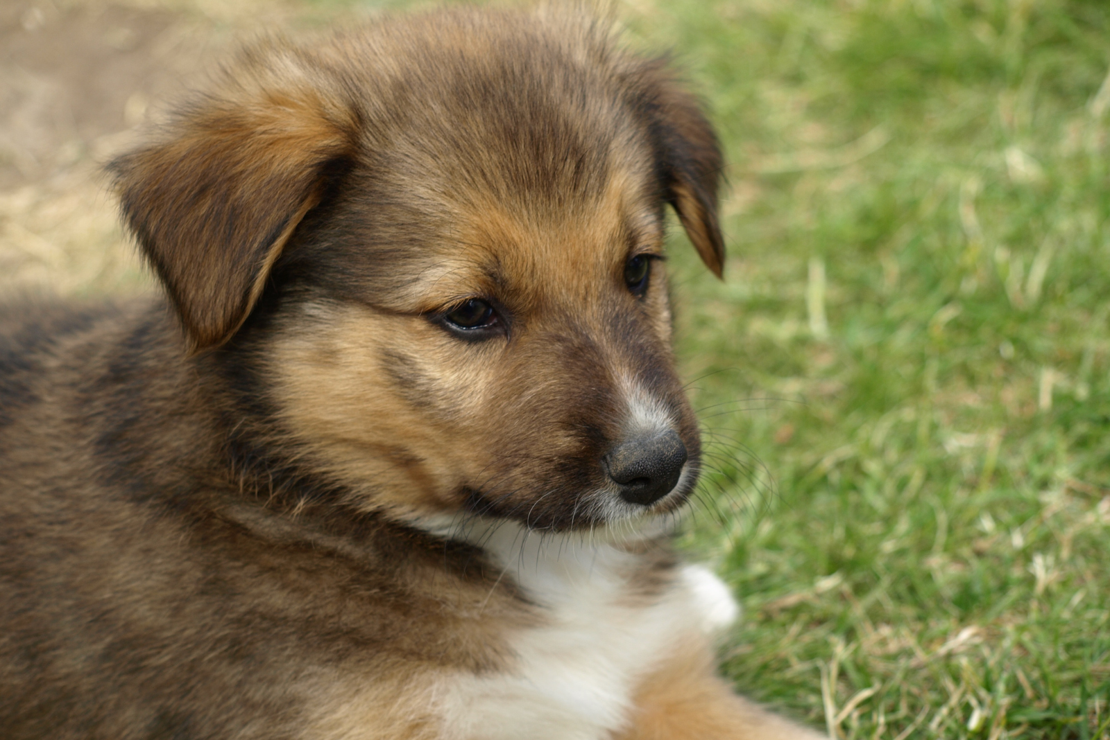 Gewicht en dieet: alles wat je moet weten over het gewicht van je hond